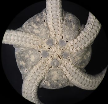 Media type: image; Invertebrate Zoology OPH-6154